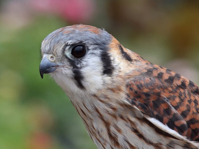 Kestrel Soundpack for BRDMRT Eagle BOXED
