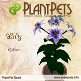 PlantPet Seed [Lily *Eileen*] rare elite Release Day 30.11.2014