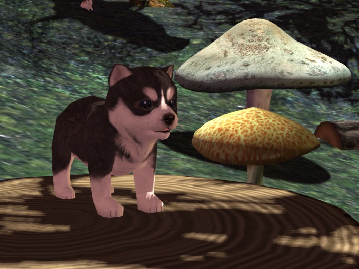 Husky puppy 01 - C (Robin)