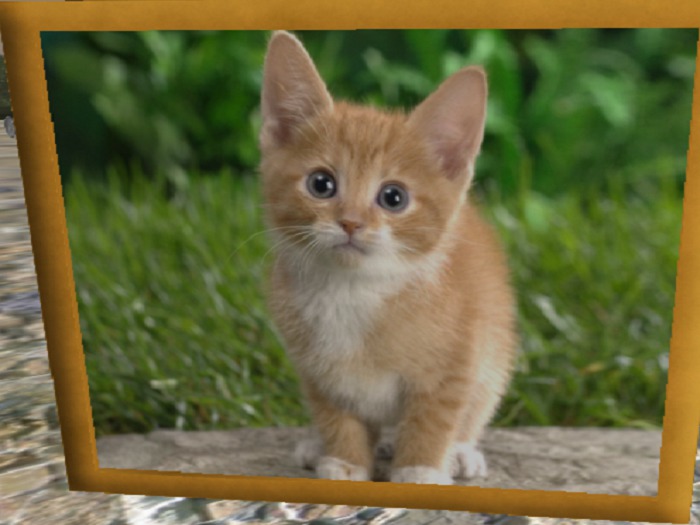Baby kitten picture
