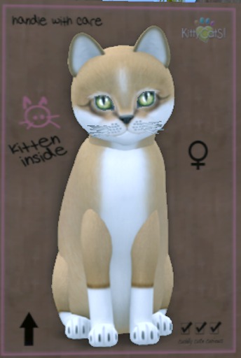 KittyCatS Box - New Born Kitten