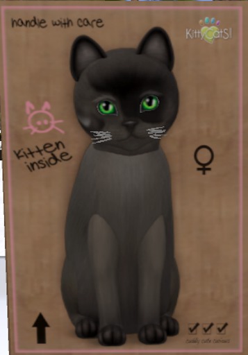 KittyCatS Box - New Born Kitten