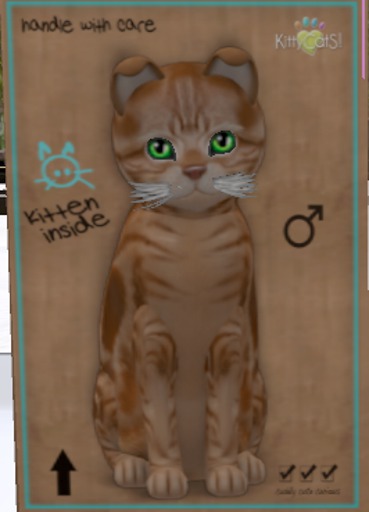 KittyCatS Box - M-ASRT-Sh(CB)NaFrSoFoWh(My)No