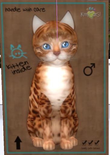 KittyCatS Box - M-BeCo-RaPr(MS)Po-StMy-2TBW(My)No