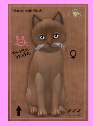 KittyCatS Box - Burmese - Flame