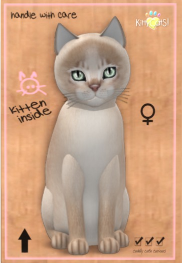 Abyssinian - Lilac