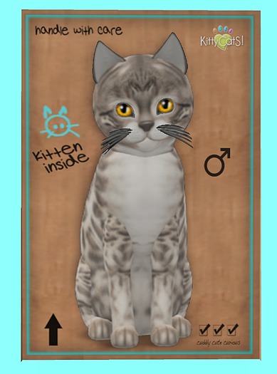 KittyCatS Box - Bengal - Snow