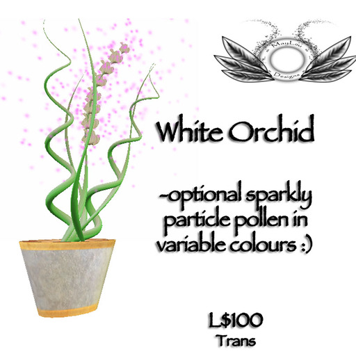 Orchid - white