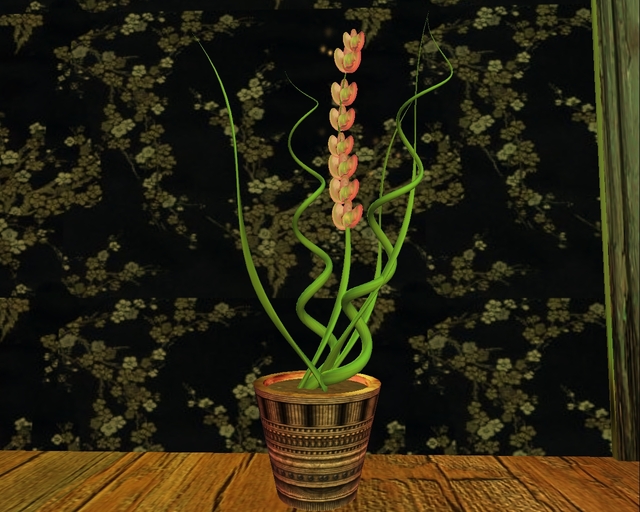 Orchid - pale pink - the perfect gift:)