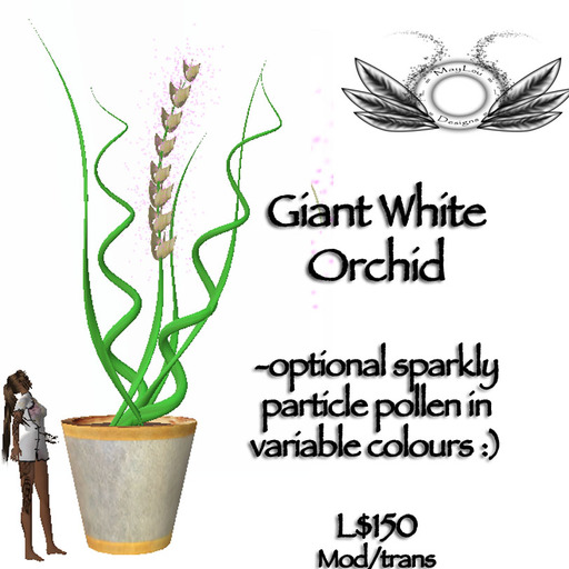 Giant orchid - white
