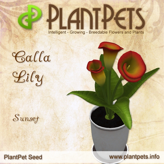 PlantPet Seed [Calla Lily *Sunset*] rare Release Day 21.12.2013