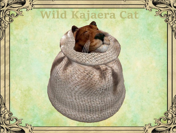 Wild Kajaera Cat