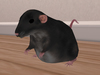 Rat black1