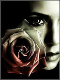 A tear and a rose