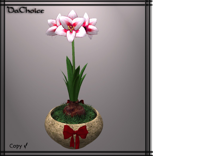 *DaChoice*-Pink Christmas Amaryllis.