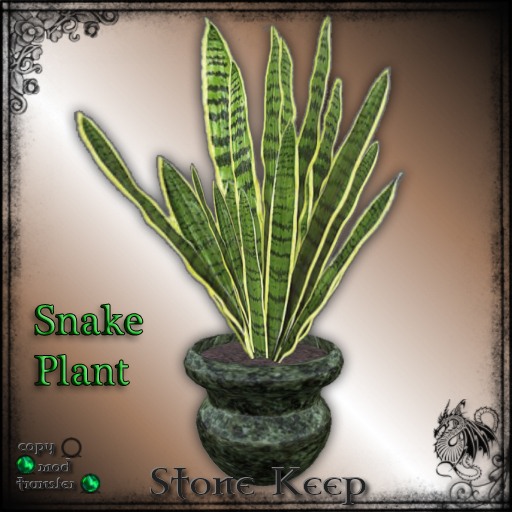 [SK] Snake Plant