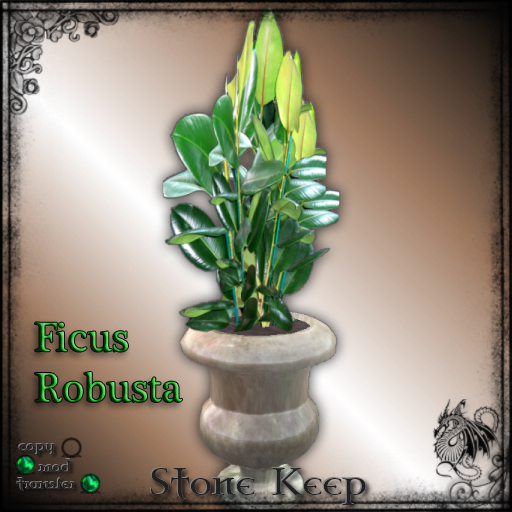 [SK] Ficus Robusta