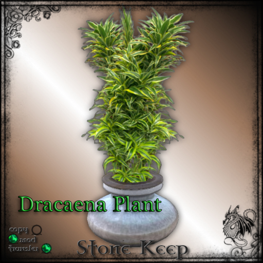 [SK] Dracaena Plant