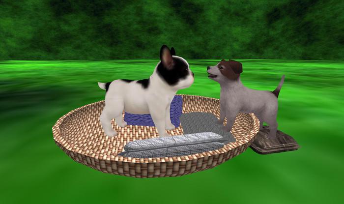 Two Dogs