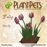 PlantPet Seed [Tulip *Candy*] common Release Day 29.06.2015