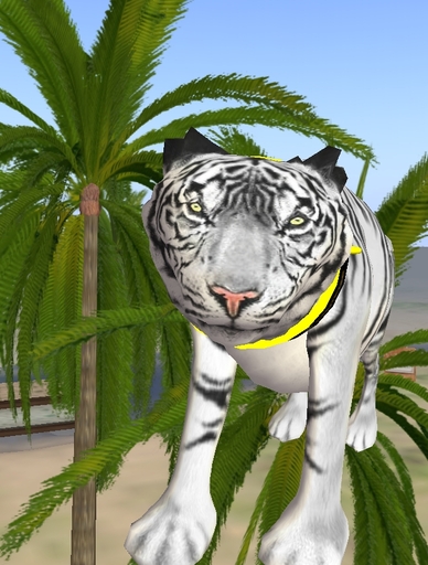 Tiger White wildcat 