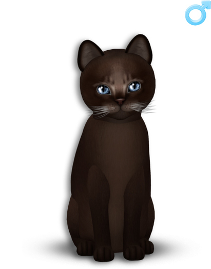 KittyCatS Box - =^.^= Aby Dark~Tranquility =^.^=