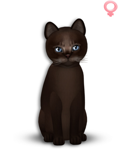 KittyCatS Box - =^.^= Aby Dark~Tranquility =^.^=