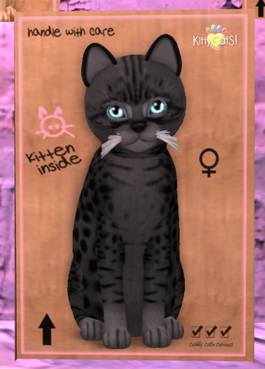 KittyCatS Box - Ocicat - Black