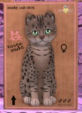 KittyCatS Box - Ocicat - Tawny