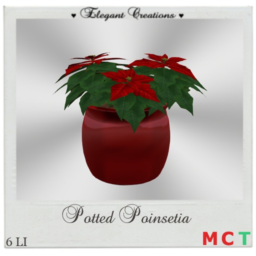 Potted Poinsettia Boxed