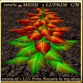 LW_Poinsettia Full Perm