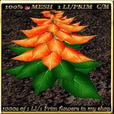 LW_Poinsettia Full Perm