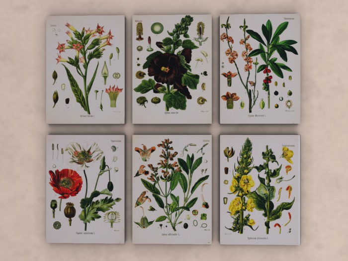 Headcase Botanical prints (boxed)