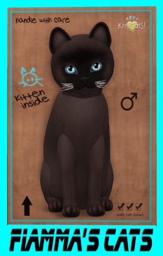 KittyCatS Box - Burmese - Sable