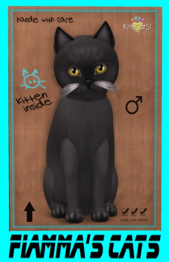 KittyCatS Box - Burmese - Blue