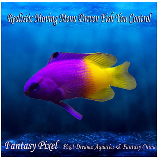 SWIMMING FISH - Recording fish 59 - SWIMMING FISH