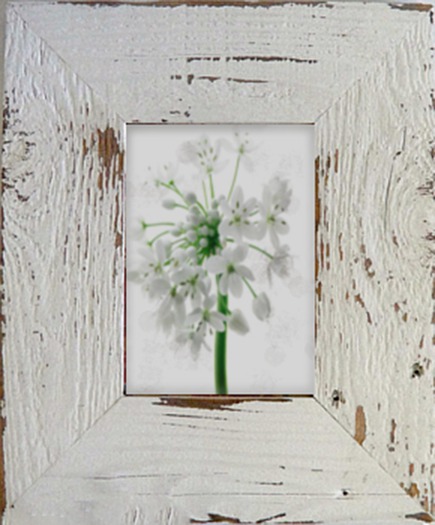 White Flower Shabby Chic