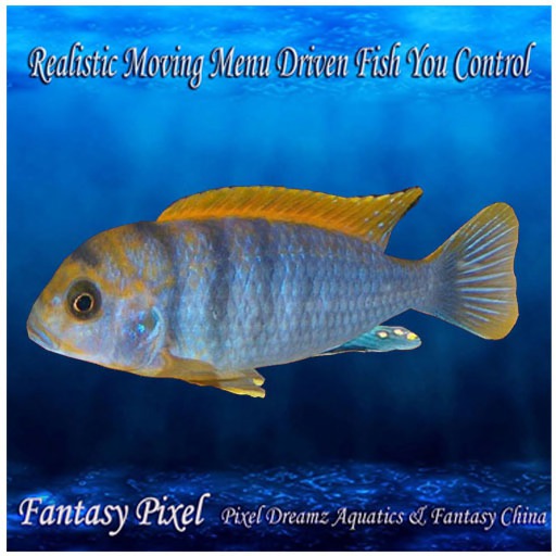SWIMMING FISH - Recording fish 42 - SWIMMING FISH