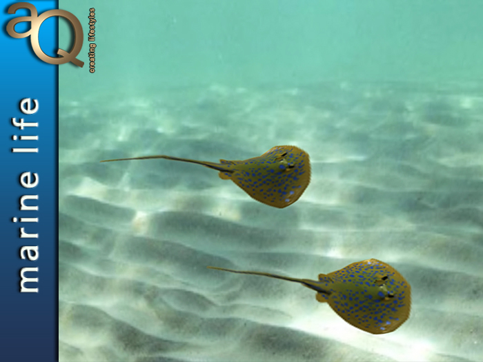 aQ Blue Spotted Stingray