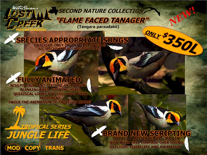 Lost Creek Songbird Flame Faced Tanager v1