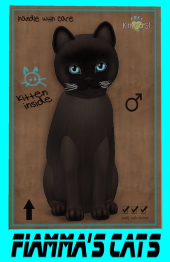 KittyCatS Box - Burmese - Sable