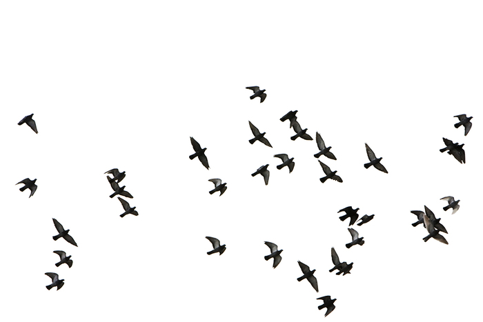 Sticker : Flying birds