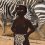 Barik Devin - African Shop
