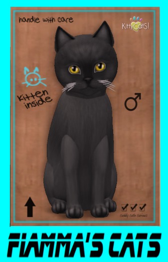 KittyCatS Box - Burmese - Blue