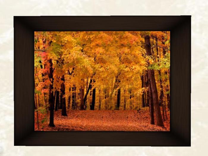 Fall Woods