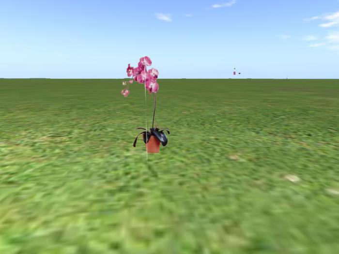 Pink Orchid