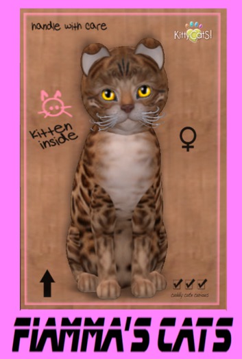 KittyCatS Box - Bengal - Sorell