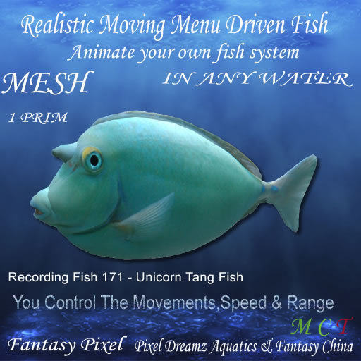 SWIMMING FISH - Recording Fish 171 - Unicorn Tang Fish