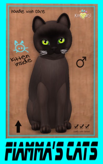 KittyCatS Box - Burmese - Sable