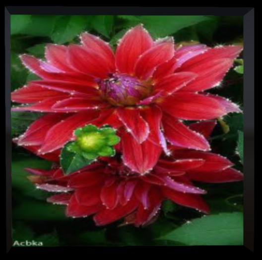 KCZ - Red Sparkly Flower - (Animated)